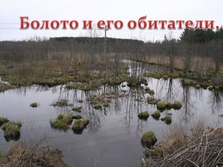 болото и его обитатели