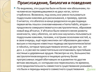 Происхождение, биология и поведениеПроисхождение, биология и поведение
 По-видимому, эти существа были не более чем обезьянами, по-
человечески перемещавшимися на двух ногах, хотя и
сгорбленно. Возможно, под конец они умели пользоваться
подручными камнями для раскалывания, к примеру, орехов.
Считается, что afarensis в конце разделился на два подвида:
первая ветвь пошла к очеловечиванию и homo habilis, вторая —
продолжила совершенствоваться в австралопитеках, образовав
новый вид africanus. У africanus были немного менее развиты
конечности, чем у afarensis, но зато они научились пользоваться
подручными камнями, палками, и острыми осколками костей, и,
в свою очередь, ещё через миллион лет образовали два новых
высших и последних известных подвида австралопитеков boisei
и robustus, которые просуществовали вплоть до 900 тыс. лет
до н. э. и уже могли самостоятельно изготавливать простейшие
костяные и деревянные орудия. Несмотря на это, большинство
австралопитеков входило в пищевую цепочку более
прогрессивных людей обогнавших их в развитии по другим
веткам эволюции, и с которыми они пересекались по времени,
хотя продолжительность совместного существования указывает,
что были и периоды мирного совместного существования. Далее
 