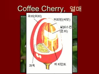 Coffee Cherry,Coffee Cherry, 열매
 