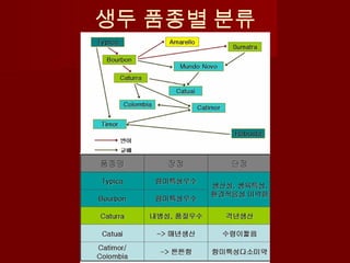 생두 품종별 분류
 