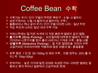 Coffee BeanCoffee Bean 수확
 수확기는 우기 / 건기 구별이 뚜렷한 북반구 : 9 월 ~3 월까지
 남반구에서는 4 월 ~5 월까지 (8 월까지도 수확 )
 콜롬비아나 케냐 같이 우기 / 건기 구별 미미한 나라 : 일년 두번
 적도 부근의 나라는 일년 내내 수확 가능
 커피나무에는 덜 익은 녹색과 다 익은 붉은색 열매가 같이 열림
 훑기수확 (Strip Picking) : 브라질처럼 대부분의 열매가 익기를
기다려서 나뭇가지를 잡아 훑어 내리거나 기계로 수확 - 품질 나쁨
 선별수확 (Selective Picking) : 잘 익은 열매만을 가려서 수확
고급커피인 아라비카에만 적용되며 많은 비용이 듬 - 품질좋음
 하루 평균 1 인 당 50~100kg 의 체리 수확 , 이중 원두는 20% 를 차
지 ( 약 10kg~20kg)
 완숙커피 : 높은 가지에 달린 상태로 숙성된 커피 –이러한 열매는 달
콤하고 향이 뛰어나 일본에서 고급커피로 판매
 