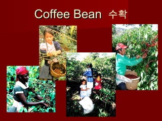 Coffee BeanCoffee Bean 수확
 