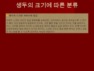 생두의 크기에 따른 분류
 