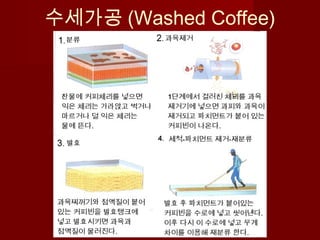 수세가공 (Washed Coffee)
 