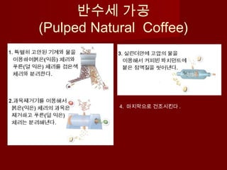 반수세 가공
(Pulped Natural Coffee)
4. 마지막으로 건조시킨다 .
 