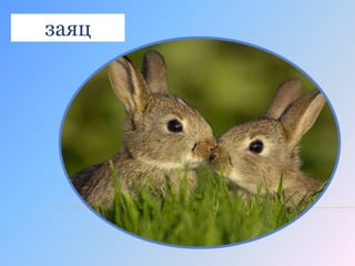 Загадки О Животных | PPT