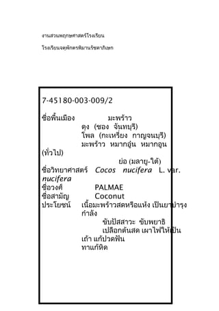 งานสวนพฤกษศาสตร์โรงเรียน
โรงเรียนจตุพักตรพิมานรัชดาภิเษก
7-45180-003-009/2
ชื่อพื้นเมือง มะพร้าว
ดุง (ชอง จันทบุรี)
โพล (กะเหรี่ยง กาญจนบุรี)
มะพร้าว หมากอู๋น หมากอูน
(ทั่วไป)
ย่อ (มลายู-ใต้)
ชื่อวิทยาศาสตร์ Cocos nucifera L. var.
nucifera
ชื่อวงศ์ PALMAE
ชื่อสามัญ Coconut
ประโยชน์ เนื้อมะพร้าวสดหรือแห้ง เป็นยาบำารุง
กำาลัง
ขับปัสสาวะ ขับพยาธิ
เปลือกต้นสด เผาไฟให้เป็น
เถ้า แก้ปวดฟัน
ทาแก้หิด
 