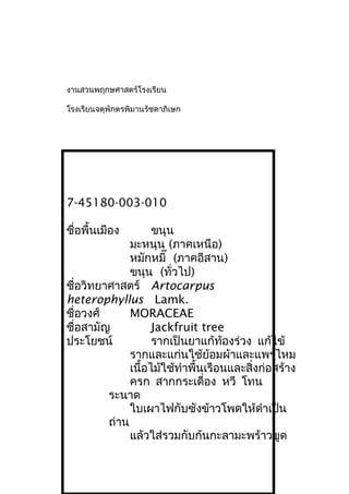 งานสวนพฤกษศาสตร์โรงเรียน
โรงเรียนจตุพักตรพิมานรัชดาภิเษก
7-45180-003-010
ชื่อพื้นเมือง ขนุน
มะหนุน (ภาคเหนือ)
หมักหมี๊ (ภาคอีสาน)
ขนุน (ทั่วไป)
ชื่อวิทยาศาสตร์ Artocarpus
heterophyllus Lamk.
ชื่อวงศ์ MORACEAE
ชื่อสามัญ Jackfruit tree
ประโยชน์ รากเป็นยาแก้ท้องร่วง แก้ไข้
รากและแก่นใช้ย้อมผ้าและแพรไหม
เนื้อไม้ใช้ทำาพื้นเรือนและสิ่งก่อสร้าง
ครก สากกระเดื่อง หวี โทน
ระนาด
ใบเผาไฟกับซังข้าวโพดให้ดำาเป็น
ถ่าน
แล้วใส่รวมกับก้นกะลามะพร้าวขูด
 