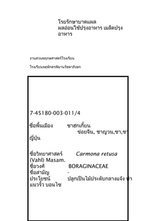 โรยรักษาบาดแผล
ผลอ่อนใช้ปรุงอาหาร เมล็ดปรุง
อาหาร
งานสวนพฤกษศาสตร์โรงเรียน
โรงเรียนจตุพักตรพิมานรัชดาภิเษก
7-45180-003-011/4
ชื่อพื้นเมือง ชาฮกเกี้ยน
ข่อยจีน, ชาญวน,ชา,ชา
ญี่ปุ่น
ชื่อวิทยาศาสตร์ Carmona retusa
(Vahl) Masam.
ชื่อวงศ์ BORAGINACEAE
ชื่อสามัญ -
ประโยชน์ ปลูกเป็นไม้ประดับกลางแจ้ง ทำา
แนวรั้ว บอนไซ
 