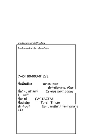 งานสวนพฤกษศาสตร์โรงเรียน
โรงเรียนจตุพักตรพิมานรัชดาภิเษก
7-45180-003-012/3
ชื่อพื้นเมือง ตะบองเพชร
ปะทำามังหลวง, เขียะ
ชื่อวิทยาศาสตร์ Cereus hexagonus
L. mill.
ชื่อวงศ์ CACTACEAE
ชื่อสามัญ Torch Thiste
ประโยชน์ นิยมปลูกเป็นไม้กระถางกลาง
แจ้ง
 