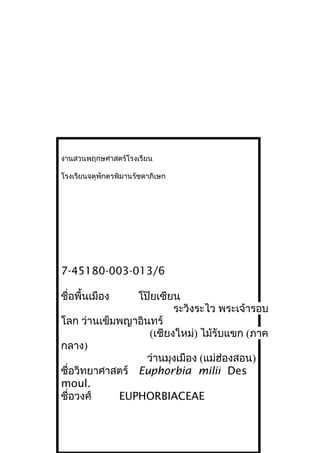 งานสวนพฤกษศาสตร์โรงเรียน
โรงเรียนจตุพักตรพิมานรัชดาภิเษก
7-45180-003-013/6
ชื่อพื้นเมือง โป๊ยเซียน
ระวิงระไว พระเจ้ารอบ
โลก ว่านเข็มพญาอินทร์
(เชียงใหม่) ไม้รับแขก (ภาค
กลาง)
ว่านมุงเมือง (แม่ฮ่องสอน)
ชื่อวิทยาศาสตร์ Euphorbia milii Des
moul.
ชื่อวงศ์ EUPHORBIACEAE
 