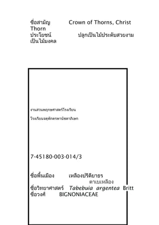ชื่อสามัญ Crown of Thorns, Christ
Thorn
ประโยชน์ ปลูกเป็นไม้ประดับสวยงาม
เป็นไม้มงคล
งานสวนพฤกษศาสตร์โรงเรียน
โรงเรียนจตุพักตรพานัชดาภิเษก
7-45180-003-014/3
ชื่อพื้นเมือง เหลืองปรีดียาธร
ตาเบเหลือง
ชื่อวิทยาศาสตร์ Tabebuia argentea Britt
ชื่อวงศ์ BIGNONIACEAE
 