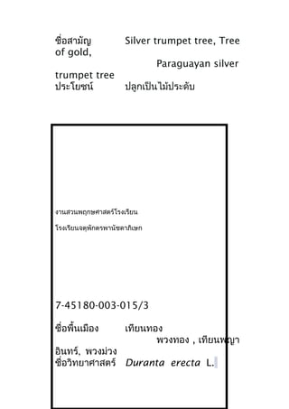 ชื่อสามัญ Silver trumpet tree, Tree
of gold,
Paraguayan silver
trumpet tree
ประโยชน์ ปลูกเป็นไม้ประดับ
งานสวนพฤกษศาสตร์โรงเรียน
โรงเรียนจตุพักตรพานัชดาภิเษก
7-45180-003-015/3
ชื่อพื้นเมือง เทียนทอง
พวงทอง , เทียนพญา
อินทร์, พวงม่วง
ชื่อวิทยาศาสตร์ Duranta erecta L.
 