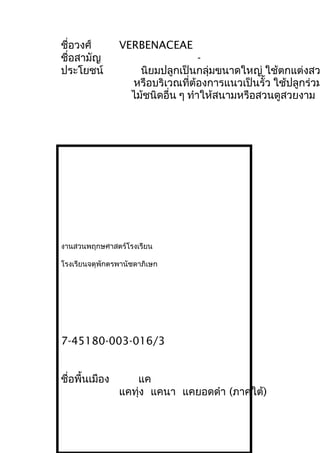 ชื่อวงศ์ VERBENACEAE
ชื่อสามัญ -
ประโยชน์ นิยมปลูกเป็นกลุ่มขนาดใหญ่ ใช้ตกแต่งสว
หรือบริเวณที่ต้องการแนวเป็นรั้ว ใช้ปลูกร่วม
ไม้ชนิดอื่น ๆ ทำาให้สนามหรือสวนดูสวยงาม
งานสวนพฤกษศาสตร์โรงเรียน
โรงเรียนจตุพักตรพานัชดาภิเษก
7-45180-003-016/3
ชื่อพื้นเมือง แค
แคทุ่ง แคนา แคยอดดำา (ภาคใต้)
 