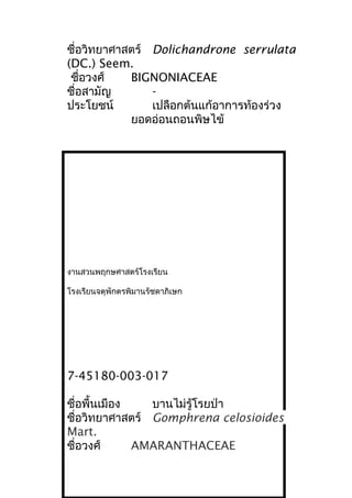 ชื่อวิทยาศาสตร์ Dolichandrone serrulata
(DC.) Seem.
ชื่อวงศ์ BIGNONIACEAE
ชื่อสามัญ -
ประโยชน์ เปลือกต้นแก้อาการท้องร่วง
ยอดอ่อนถอนพิษไข้
งานสวนพฤกษศาสตร์โรงเรียน
โรงเรียนจตุพักตรพิมานรัชดาภิเษก
7-45180-003-017
ชื่อพื้นเมือง บานไม่รู้โรยป่า
ชื่อวิทยาศาสตร์ Gomphrena celosioides
Mart.
ชื่อวงศ์ AMARANTHACEAE
 
