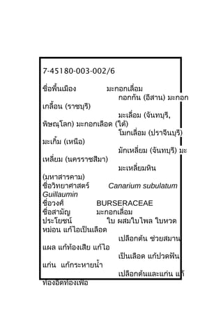 7-45180-003-002/6
ชื่อพื้นเมือง มะกอกเลื่อม
กอกกัน (อีสาน) มะกอก
เกลื้อน (ราชบุรี)
มะเลื่อม (จันทบุรี,
พิษณุโลก) มะกอกเลือด (ใต้)
โมกเลื่อม (ปราจีนบุรี)
มะเกิ้ม (เหนือ)
มักเหลี่ยม (จันทบุรี) มะ
เหลี่ยม (นครราชสีมา)
มะเหลี่ยมหิน
(มหาสารคาม)
ชื่อวิทยาศาสตร์ Canarium subulatum
Guillaumin
ชื่อวงศ์ BURSERACEAE
ชื่อสามัญ มะกอกเลื่อม
ประโยชน์ ใบ ผสมใบไพล ใบหวด
หม่อน แก้ไอเป็นเลือด
เปลือกต้น ช่วยสมาน
แผล แก้ท้องเสีย แก้ไอ
เป็นเลือด แก้ปวดฟัน
แก่น แก้กระหายนำ้า
เปลือกต้นและแก่น แก้
ท้องอืดท้องเฟ้อ
 