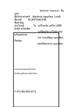 ชองระอา ทองระอา ลิ้น
งูเห่า
ชื่อวิทยาศาสตร์ Barleria lupulina Lindl.
ชื่อวงศ์ ACANTHACEAE
ชื่อสามัญ -
ประโยชน์ ใบ แก้โรคเริม งูสวัด แก้ฝีที่
ฝ่ามือ แก้ลมพิษ
แก้พิษงูกัด แก้ไฟลามทุ่ง
แก้แผลกลาย
ราก ทาแก้พิษงู แมลงสัตว์
กัดต่อย
ถอนพิษตะขาบ แมลงป่อง
งานสวนพฤกษศาสตร์โรงเรียน
โรงเรียนจตุพักตรพานัชดาภิเษก
7-45180-003-019
 