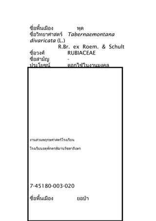 ชื่อพื้นเมือง พุด
ชื่อวิทยาศาสตร์ Tabernaemontana
divaricata (L.)
R.Br. ex Roem. & Schult
ชื่อวงศ์ RUBIACEAE
ชื่อสามัญ -
ประโยชน์ ดอกใช้ในงานมงคล
งานสวนพฤกษศาสตร์โรงเรียน
โรงเรียนจตุพักตรพิมานรัชดาภิเษก
7-45180-003-020
ชื่อพื้นเมือง ยอป่า
 