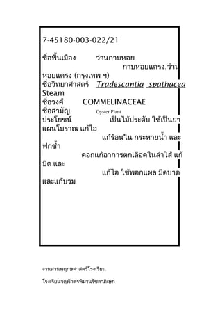 7-45180-003-022/21
ชื่อพื้นเมือง ว่านกาบหอย
กาบหอยแครง,ว่าน
หอยแครง (กรุงเทพ ฯ)
ชื่อวิทยาศาสตร์ Tradescantia spathacea
Steam
ชื่อวงศ์ COMMELINACEAE
ชื่อสามัญ Oyster Plant
ประโยชน์ เป็นไม้ประดับ ใช้เป็นยา
แผนโบราณ แก้ไอ
แก้ร้อนใน กระหายนำ้า และ
ฟกชำ้า
ดอกแก้อาการตกเลือดในลำาไส้ แก้
บิด และ
แก้ไอ ใช้พอกแผล มีดบาด
และแก้บวม
งานสวนพฤกษศาสตร์โรงเรียน
โรงเรียนจตุพักตรพิมานรัชดาภิเษก
 