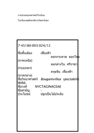 งานสวนพฤกษศาสตร์โรงเรียน
โรงเรียนจตุพักตรพิมานรัชดาภิเษก
7-45180-003-024/12
ชื่อพื้นเมือง เฟื่องฟ้า
ดอกกระดาษ ดอกโคม
(ภาคเหนือ)
ดอกต่างใบ ศรีราชา
(กรุงเทพฯ)
ตรุษจีน เฟื่องฟ้า
(ภาคกลาง)
ชื่อวิทยาศาสตร์ Bougainvillea spectabilis
Willd.
ชื่อวงศ์ NYCTAGINACEAE
ชื่อสามัญ -
ประโยชน์ ปลูกเป็นไม้ประดับ
 