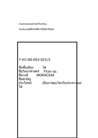 งานสวนพฤกษศาสตร์โรงเรียน
โรงเรียนจตุพักตรพิมานรัชดาภิเษก
7-45180-003-025/2
ชื่อพื้นเมือง ไฮ
ชื่อวิทยาศาสตร์ Ficus sp.
ชื่อวงศ์ MORACEAE
ชื่อสามัญ -
ประโยชน์ เป็นยาสมุนไพรรับประทานผล
ได้
 