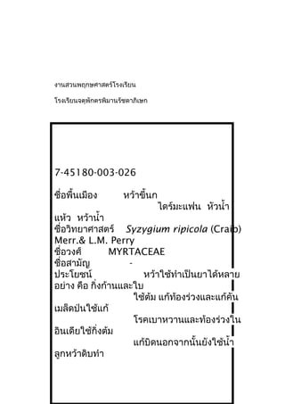 งานสวนพฤกษศาสตร์โรงเรียน
โรงเรียนจตุพักตรพิมานรัชดาภิเษก
7-45180-003-026
ชื่อพื้นเมือง หว้าขี้นก
ไดร์มะแฟน หัวนำ้า
แห้ว หว้านำ้า
ชื่อวิทยาศาสตร์ Syzygium ripicola (Craib)
Merr.& L.M. Perry
ชื่อวงศ์ MYRTACEAE
ชื่อสามัญ -
ประโยชน์ หว้าใช้ทำาเป็นยาได้หลาย
อย่าง คือ กิ่งก้านและใบ
ใช้ต้ม แก้ท้องร่วงและแก้คัน
เมล็ดป่นใช้แก้
โรคเบาหวานและท้องร่วงใน
อินเดียใช้กิ่งต้ม
แก้บิดนอกจากนั้นยังใช้นำ้า
ลูกหว้าดิบทำา
 