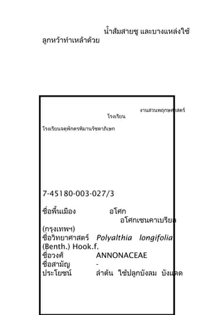 นำ้าส้มสายชู และบางแหล่งใช้
ลูกหว้าทำาเหล้าด้วย
งานสวนพฤกษศาสตร์
โรงเรียน
โรงเรียนจตุพักตรพิมานรัชดาภิเษก
7-45180-003-027/3
ชื่อพื้นเมือง อโศก
อโศกเซนคาเบรียล
(กรุงเทพฯ)
ชื่อวิทยาศาสตร์ Polyalthia longifolia
(Benth.) Hook.f.
ชื่อวงศ์ ANNONACEAE
ชื่อสามัญ -
ประโยชน์ ลำาต้น ใช้ปลูกบังลม บังแดด
 