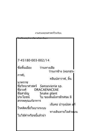 งานสวนพฤกษศาสตร์โรงเรียน
โรงเรียนจตุพักตรพิมานรัชดาภิเษก
7-45180-003-002/14
ชื่อพื้นเมือง ว่านหางเสือ
ว่านงาช้าง (หอกสุระ
กาฬ),
คลีบปลาวาฬ, ลิ้น
นาคราช
ชื่อวิทยาศาสตร์ Sansevieria sp.
ชื่อวงศ์ DRACAENACEAE
ชื่อสามัญ Snake plant
ประโยชน์ ใบ ของลิ้นมังกรมีรสขม มี
สรรพคุณแก้อาการ
เจ็บคอ บำารุงปอด แก้
โรคติดเชื้อในบางระบบ
ทางเดินหายใจส่วนบน
ใบใช้ตำาหรือขยี้แล้วนำา
 