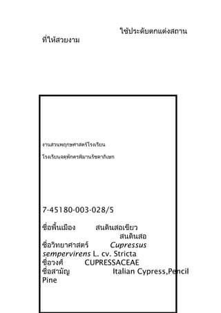 ใช้ประดับตกแต่งสถาน
ที่ให้สวยงาม
งานสวนพฤกษศาสตร์โรงเรียน
โรงเรียนจตุพักตรพิมานรัชดาภิเษก
7-45180-003-028/5
ชื่อพื้นเมือง สนดินสอเขียว
สนดินสอ
ชื่อวิทยาศาสตร์ Cupressus
sempervirens L. cv. Stricta
ชื่อวงศ์ CUPRESSACEAE
ชื่อสามัญ Italian Cypress,Pencil
Pine
 