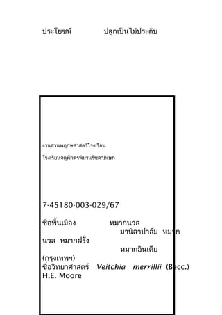ประโยชน์ ปลูกเป็นไม้ประดับ
งานสวนพฤกษศาสตร์โรงเรียน
โรงเรียนจตุพักตรพิมานรัชดาภิเษก
7-45180-003-029/67
ชื่อพื้นเมือง หมากนวล
มานิลาปาล์ม หมาก
นวล หมากฝรั่ง
หมากอินเดีย
(กรุงเทพฯ)
ชื่อวิทยาศาสตร์ Veitchia merrillii (Becc.)
H.E. Moore
 
