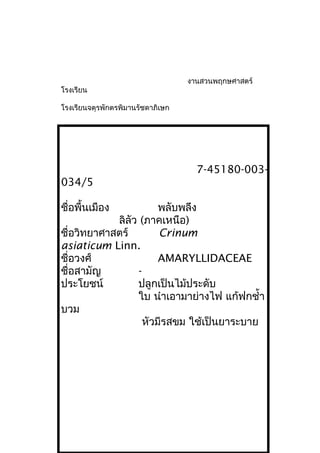 งานสวนพฤกษศาสตร์
โรงเรียน
โรงเรียนจตุรพักตรพิมานรัชดาภิเษก
7-45180-003-
034/5
ชื่อพื้นเมือง พลับพลึง
ลิลัว (ภาคเหนือ)
ชื่อวิทยาศาสตร์ Crinum
asiaticum Linn.
ชื่อวงศ์ AMARYLLIDACEAE
ชื่อสามัญ -
ประโยชน์ ปลูกเป็นไม้ประดับ
ใบ นำาเอามาย่างไฟ แก้ฟกชำ้า
บวม
หัวมีรสขม ใช้เป็นยาระบาย
 