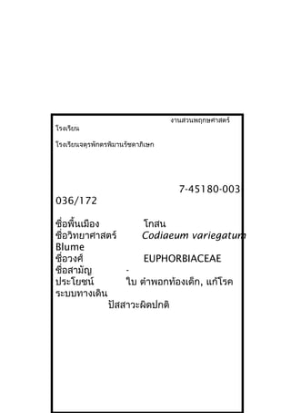 งานสวนพฤกษศาสตร์
โรงเรียน
โรงเรียนจตุรพักตรพิมานรัชดาภิเษก
7-45180-003-
036/172
ชื่อพื้นเมือง โกสน
ชื่อวิทยาศาสตร์ Codiaeum variegatum
Blume
ชื่อวงศ์ EUPHORBIACEAE
ชื่อสามัญ -
ประโยชน์ ใบ ตำาพอกท้องเด็ก, แก้โรค
ระบบทางเดิน
ปัสสาวะผิดปกติ
 