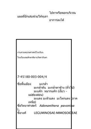 ไปทาหรือพอกบริเวณ
แผลที่อักเสบช่วยให้ทุเลา
อาการลงได้
งานสวนพฤกษศาสตร์โรงเรียน
โรงเรียนจตุพักตรพิมานรัชดาภิเษก
7-45180-003-004/4
ชื่อพื้นเมือง มะกลำ่า
มะกลำ่าต้น มะกลำ่าตาช้าง (ทั่วไป)
มะแค้ก หมากแค้ก (เงี้ยว –
แม่ฮ่องสอน)
มะแดง มะหัวแดง มะโหกแดง (ภาค
เหนือ)
ชื่อวิทยาศาสตร์ Adenanthera pavonina
L.
ชื่อวงศ์ LEGUMINOSAE-MIMOSOIDEAE
 