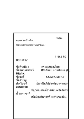 งานสวน
พฤกษศาสตร์โรงเรียน
โรงเรียนจตุรพักตรพิมานรัชดาภิเษก
7-45180-
003-037
ชื่อพื้นเมือง กระดุมทองเลื้อย
ชื่อวิทยาศาสตร์ Wedelia trilobata (L.)
Hitchc
ชื่อวงศ์ COMPOSITAE
ชื่อสามัญ -
ประโยชน์ ปลูกเป็นไม้ประดับอาคารและ
สวนหย่อม
ปลูกคลุมดินที่ลาดเอียงหรือริมสระ
นำ้าธรรมชาติ
เพื่อป้องกันการพังทลายของดิน
 