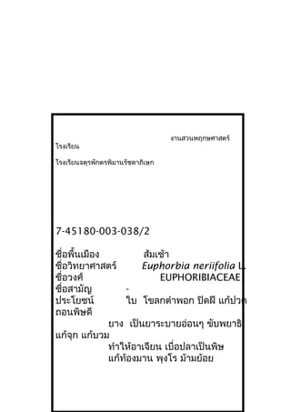 งานสวนพฤกษศาสตร์
โรงเรียน
โรงเรียนจตุรพักตรพิมานรัชดาภิเษก
7-45180-003-038/2
ชื่อพื้นเมือง ส้มเช้า
ชื่อวิทยาศาสตร์ Euphorbia neriifolia L.
ชื่อวงศ์ EUPHORIBIACEAE
ชื่อสามัญ -
ประโยชน์ ใบ โขลกตำาพอก ปิดฝี แก้ปวด
ถอนพิษดี
ยาง เป็นยาระบายอ่อนๆ ขับพยาธิ
แก้จุก แก้บวม
ทำาให้อาเจียน เบื่อปลาเป็นพิษ
แก้ท้องมาน พุงโร ม้ามย้อย
 