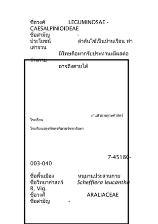 ชื่อวงศ์ LEGUMINOSAE -
CAESALPINIOIDEAE
ชื่อสามัญ -
ประโยชน์ ลำาต้นใช้เป็นบ้านเรือน ทำา
เสาจวน
มีโทษคือหากรับประทานะมีผลต่อ
ร่างกาย
อาจถึงตายได้
งานสวนพฤกษศาสตร์
โรงเรียน
โรงเรียนจตุรพักตรพิมานรัชดาภิเษก
7-45180-
003-040
ชื่อพื้นเมือง หนุมานประสานกาย
ชื่อวิทยาศาสตร์ Schefflera leucantha
R. Vig.
ชื่อวงศ์ ARALIACEAE
ชื่อสามัญ -
 