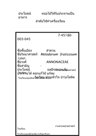 7-45180-
003-045
ชื่อพื้นเมือง ลำาดวน
ชื่อวิทยาศาสตร์ Melodorum fruticosum
Lour.
ชื่อวงศ์ ANNONACEAE
ชื่อสามัญ -
ประโยชน์ ผลมีรสหวานรับ
ประทานได้ ดอกแก้ไข้ แก้ลม
วิงเวียน บำารุงหัวใจ บำารุงโลหิต
งานสวนพฤกษศาสตร์
โรงเรียน
โรงเรียนจตุรพักตรพิมานรัชดาภิเษก
ประโยชน์ หน่อไม้ใช้รับประทานเป็น
อาหาร
ลำาต้นใช้ทำาเครื่องเรือน
งานสวนพฤกษศาสตร์
โรงเรียน
โรงเรียนจตุรพักตรพิมานรัชดาภิเษก
 