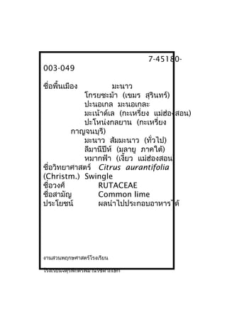 7-45180-
003-049
ชื่อพื้นเมือง มะนาว
โกรยชะม้า (เขมร สุรินทร์)
ปะนอเกล มะนอเกละ
มะเน้าด์เล (กะเหรี่ยง แม่ฮ่องสอน)
ปะโหน่งกลยาน (กะเหรี่ยง
กาญจนบุรี)
มะนาว ส้มมะนาว (ทั่วไป)
ลีมานีปีห์ (มลายู ภาคใต้)
หมากฟ้า (เงี้ยว แม่ฮ่องสอน)
ชื่อวิทยาศาสตร์ Citrus aurantifolia
(Christm.) Swingle
ชื่อวงศ์ RUTACEAE
ชื่อสามัญ Common lime
ประโยชน์ ผลนำาไปประกอบอาหารได้
งานสวนพฤกษศาสตร์โรงเรียน
โรงเรียนจตุรพักตรพิมานรัชดาภิเษก
 