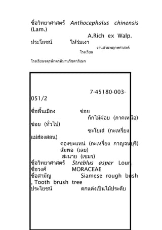 ชื่อวิทยาศาสตร์ Anthocephalus chinensis
(Lam.)
A.Rich ex Walp.
ประโยชน์ ให้ร่มเงา
งานสวนพฤกษศาสตร์
โรงเรียน
โรงเรียนจตุรพักตรพิมานรัชดาภิเษก
7-45180-003-
051/2
ชื่อพื้นเมือง ข่อย
กักไม้ฝอย (ภาคเหนือ)
ข่อย (ทั่วไป)
ซะโยเส่ (กะเหรี่ยง
แม่ฮ่องสอน)
ตองขะแหน่ (กะเหรี่ยง กาญจนบุรี)
ส้มพอ (เลย)
สะนาย (เขมร)
ชื่อวิทยาศาสตร์ Streblus asper Lour.
ชื่อวงศ์ MORACEAE
ชื่อสามัญ Siamese rough bush
, Tooth brush tree
ประโยชน์ ตกแต่งเป็นไม้ประดับ
 
