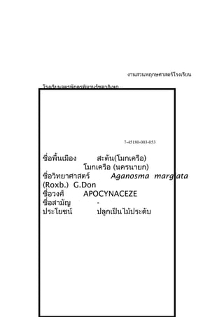 งานสวนพฤกษศาสตร์โรงเรียน
โรงเรียนจตุรพักตรพิมานรัชดาภิเษก
7-45180-003-053
ชื่อพื้นเมือง สะตัน(โมกเครือ)
โมกเครือ (นครนายก)
ชื่อวิทยาศาสตร์ Aganosma margiata
(Roxb.) G.Don
ชื่อวงศ์ APOCYNACEZE
ชื่อสามัญ -
ประโยชน์ ปลูกเป็นไม้ประดับ
 