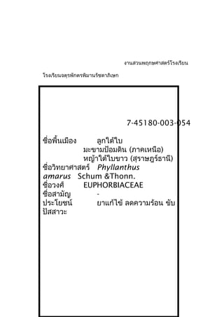 งานสวนพฤกษศาสตร์โรงเรียน
โรงเรียนจตุรพักตรพิมานรัชดาภิเษก
7-45180-003-054
ชื่อพื้นเมือง ลูกใต้ใบ
มะขามป้อมดิน (ภาคเหนือ)
หญ้าใต้ใบขาว (สุราษฎร์ธานี)
ชื่อวิทยาศาสตร์ Phyllanthus
amarus Schum &Thonn.
ชื่อวงศ์ EUPHORBIACEAE
ชื่อสามัญ -
ประโยชน์ ยาแก้ไข้ ลดความร้อน ขับ
ปัสสาวะ
 
