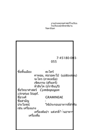 งานสวนพฤกษศาสตร์โรงเรียน
โรงเรียนจตุรพักตรพิมาน
รัชดาภิเษก
7-45180-003-
055
ชื่อพื้นเมือง ตะไคร้
คาหอม, ห่อวอตะโป่ (แม่ฮ่องสอน)
จะไคร (ภาคเหนือ)
เซิดเกรย (สุรินทร์)
หัวสิงไค (ปราจีนบุรี)
ชื่อวิทยาศาสตร์ Cymbopogon
citratus Stapf.
ชื่อวงศ์ GRAMINEAE
ชื่อสามัญ -
ประโยชน์ ใช้ประกอบอาหารที่สำาคัย
เช่น เครื่องแกง
เครื่องต้มยำา แต่งกลิ่ิิิ่นอาหาร
เครื่องดื่ม
 