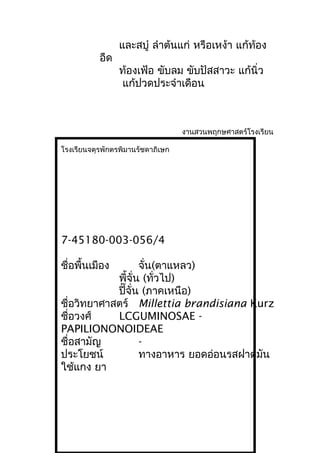 และสบู๋ ลำาต้นแก่ หรือเหง้า แก้ท้อง
อืด
ท้องเฟ้อ ขับลม ขับปัสสาวะ แก้นิ่ว
แก้ปวดประจำาเดือน
งานสวนพฤกษศาสตร์โรงเรียน
โรงเรียนจตุรพักตรพิมานรัชดาภิเษก
7-45180-003-056/4
ชื่อพื้นเมือง จั่น(ตาแหลว)
พี้จั่น (ทั่วไป)
ปี๊จั่น (ภาคเหนือ)
ชื่อวิทยาศาสตร์ Millettia brandisiana Kurz
ชื่อวงศ์ LCGUMINOSAE -
PAPILIONONOIDEAE
ชื่อสามัญ -
ประโยชน์ ทางอาหาร ยอดอ่อนรสฝาดมัน
ใช้แกง ยา
 