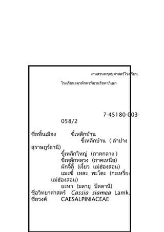งานสวนพฤกษศาสตร์โรงเรียน
โรงเรียนจตุรพักตรพิมานรัชดาภิเษก
7-45180-003-
058/2
ชื่อพื้นเมือง ขี้เหล็กบ้าน
ขี้เหล็กบ้าน ( ลำาปาง
สุราษฎร์ธานี)
ขี้เหล็กใหญ่ (ภาคกลาง )
ขี้เหล็กหลวง (ภาคเหนือ)
ผักจี้ลี้ (เงี้ยว แม่ฮ่องสอน)
แมะขี้ เหละ พะโดะ (กะเหรี่ยง
แม่ฮ่องสอน)
ยะหา (มลายู ปัตตานี)
ชื่อวิทยาศาสตร์ Cassia siamea Lamk.
ชื่อวงศ์ CAESALPINIACEAE
 
