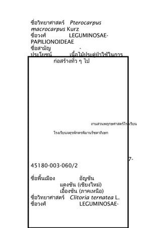 ชื่อวิทยาศาสตร์ Pterocarpus
macrocarpus Kurz
ชื่อวงศ์ LEGUMINOSAE-
PAPILIONOIDEAE
ชื่อสามัญ -
ประโยชน์ เนื้อไม้ประดู่ป่าใช้ในการ
ก่อสร้างทั่ว ๆ ไป
งานสวนพฤกษศาสตร์โรงเรียน
โรงเรียนจตุรพักตรพิมานรัชดาภิเษก
7-
45180-003-060/2
ชื่อพื้นเมือง อัญชัน
แดงชัน (เชียงใหม่)
เอื้องชัน (ภาคเหนือ)
ชื่อวิทยาศาสตร์ Clitoria ternatea L.
ชื่อวงศ์ LEGUMINOSAE-
 