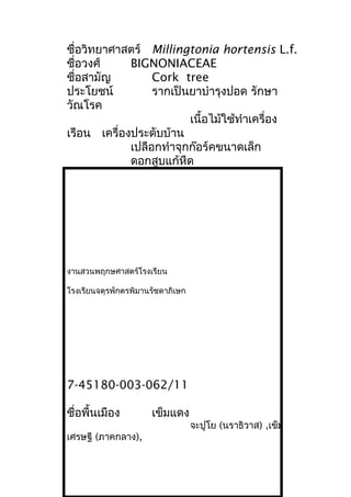 ชื่อวิทยาศาสตร์ Millingtonia hortensis L.f.
ชื่อวงศ์ BIGNONIACEAE
ชื่อสามัญ Cork tree
ประโยชน์ รากเป็นยาบำารุงปอด รักษา
วัณโรค
เนื้อไม้ใช้ทำาเครื่อง
เรือน เครื่องประดับบ้าน
เปลือกทำาจุกก๊อร์คขนาดเล็ก
ดอกสูบแก้หืด
งานสวนพฤกษศาสตร์โรงเรียน
โรงเรียนจตุรพักตรพิมานรัชดาภิเษก
7-45180-003-062/11
ชื่อพื้นเมือง เข็มแดง
จะปูโย (นราธิวาส) ,เข็ม
เศรษฐี (ภาคกลาง),
 