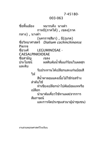 7-45180-
003-063
ชื่อพื้นเมือง หมากเค็ง นางดำา
กาหยี(ภาคใต้) , เขลง(ภาค
กลาง) , นางดำา
(นครราชสีมา) , ยี(ภูเกต)
ชื่อวิทยาศาสตร์ Dialium cochinchinense
Pierre
ชื่อวงศ์ LEGUMINOSAE -
CAESALPINIOIDEAE
ชื่อสามัญ เขลง
ประโยชน์ ผลดิบต้มนำ้าดื่มแก้ร้อนในผลสุก
และดิบ
รับประทานได้เปลือกและแก่นย้อมสี
ให้
สีนำ้าตาลอมแดงเนื้อไม้ใช้ก่อสร้าง
ลำาต้นใช้
ทำาเขียงเปลือกนำาไปต้มย้อมแหหรือ
เปลือก
นำามาต้มเคี่ยวใช้ทาแผล(จากการ
สัมภาษณ์
และการจัดประชุมเสวนาผู้นำาชุมชน)
งานสวนพฤกษศาสตร์โรงเรียน
 