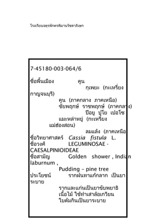 โรงเรียนจตุรพักตรพิมานรัชดาภิเษก
7-45180-003-064/6
ชื่อพื้นเมือง คูน
กุเพยะ (กะเหรี่ยง
กาญจนบุรี)
คูน (ภาคกลาง ภาคเหนือ)
ชัยพฤกษ์ ราชพฤกษ์ (ภาคกลาง)
ปือยู ปูโย เปอโซ
แมะหล่าหยู่ (กะเหรี่ยง
แม่ฮ่องสอน)
ลมแล้ง (ภาคเหนือ)
ชื่อวิทยาศาสตร์ Cassia fistula L.
ชื่อวงศ์ LEGUMINOSAE -
CAESALPINIOIDEAE
ชื่อสามัญ Golden shower , Indian
laburnum ,
Pudding – pine tree
ประโยชน์ รากฝนทาแก้กลาก เป็นยา
ระบาย
รากและแก่นเป็นยาขับพยาธิ
เนื้อไม้ ใช้ทำาเสาล้อเกวียน
ใบต้มกินเป็นยาระบาย
 