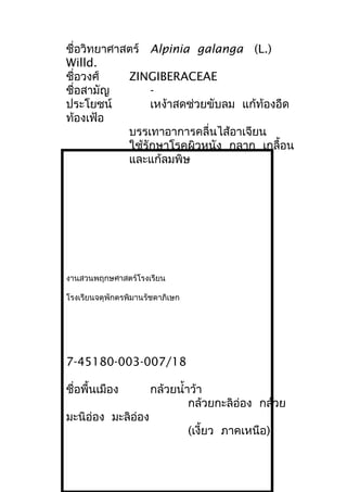 ชื่อวิทยาศาสตร์ Alpinia galanga (L.)
Willd.
ชื่อวงศ์ ZINGIBERACEAE
ชื่อสามัญ -
ประโยชน์ เหง้าสดช่วยขับลม แก้ท้องอืด
ท้องเฟ้อ
บรรเทาอาการคลื่นไส้อาเจียน
ใช้รักษาโรคผิวหนัง กลาก เกลื้อน
และแก้ลมพิษ
งานสวนพฤกษศาสตร์โรงเรียน
โรงเรียนจตุพักตรพิมานรัชดาภิเษก
7-45180-003-007/18
ชื่อพื้นเมือง กล้วยนำ้าว้า
กล้วยกะลิอ่อง กล้วย
มะนิอ่อง มะลิอ่อง
(เงี้ยว ภาคเหนือ)
 