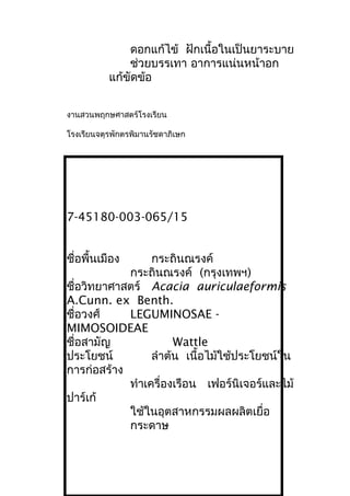 ดอกแก้ไข้ ฝักเนื้อในเป็นยาระบาย
ช่วยบรรเทา อาการแน่นหน้าอก
แก้ขัดข้อ
งานสวนพฤกษศาสตร์โรงเรียน
โรงเรียนจตุรพักตรพิมานรัชดาภิเษก
7-45180-003-065/15
ชื่อพื้นเมือง กระถินณรงค์
กระถินณรงค์ (กรุงเทพฯ)
ชื่อวิทยาศาสตร์ Acacia auriculaeformis
A.Cunn. ex Benth.
ชื่อวงศ์ LEGUMINOSAE -
MIMOSOIDEAE
ชื่อสามัญ Wattle
ประโยชน์ ลำาต้น เนื้อไม้ใช้ประโยชน์ใน
การก่อสร้าง
ทำาเครื่องเรือน เฟอร์นิเจอร์และไม้
ปาร์เก้
ใช้ในอุตสาหกรรมผลผลิตเยื่อ
กระดาษ
 